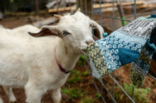 Load image into Gallery viewer, SOLMATE CREW SOCKS GOAT
